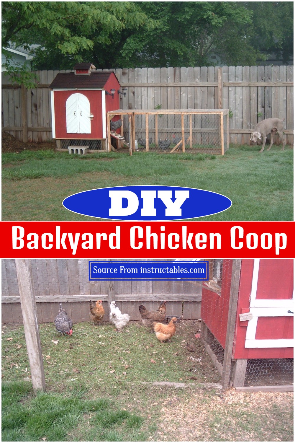 DIY Backyard Chicken Coop