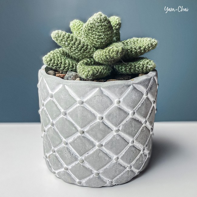 Desktop Succulent
