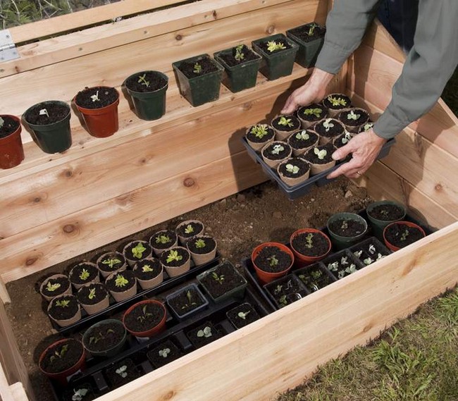 Cold Frame DIY Plans