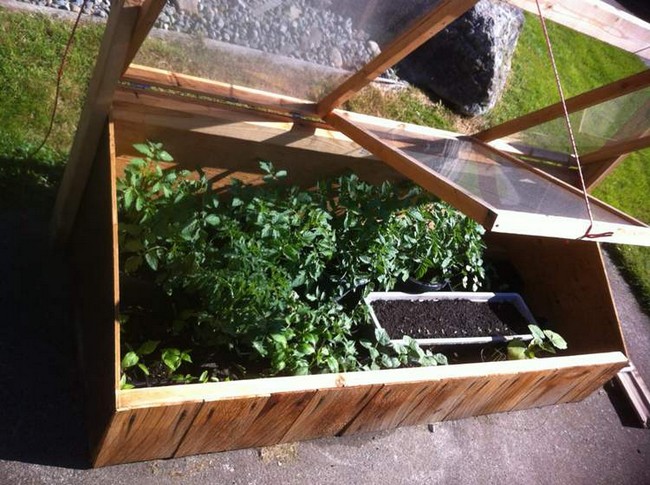 Cold Frame DIY