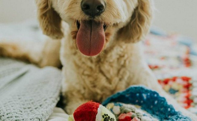 DIY Snuffle Mat With Towel