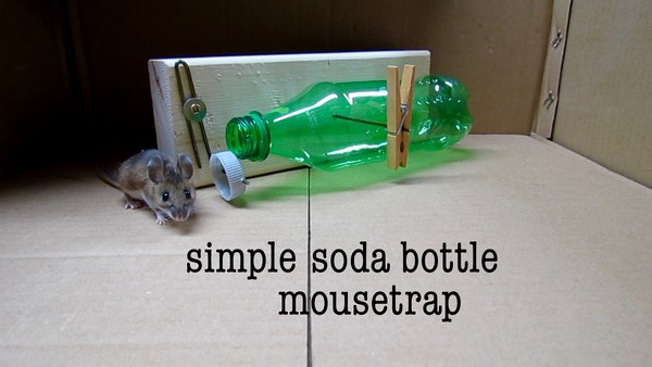 Soda Bottle Mouse Trap