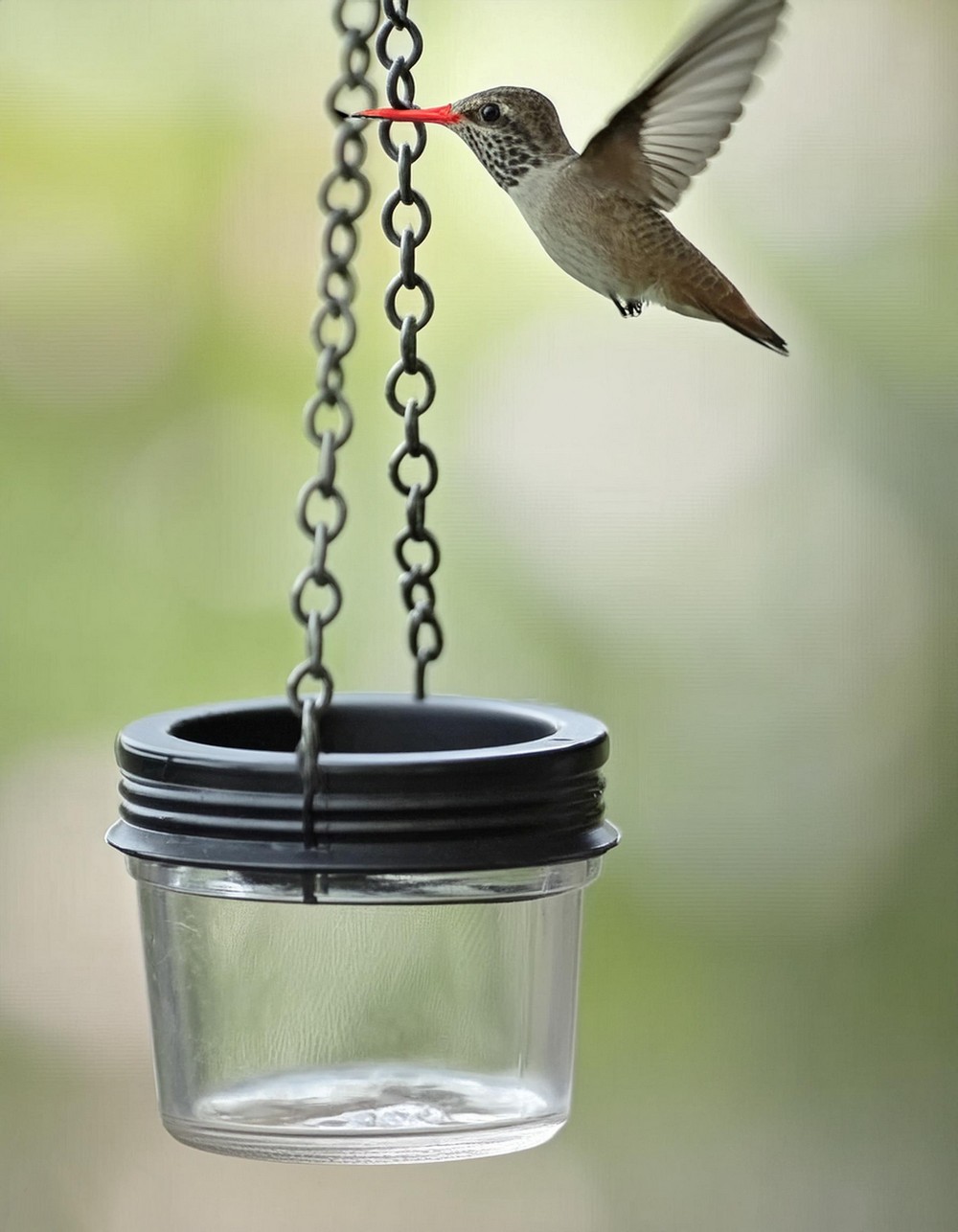 A Hummingbird Feeder