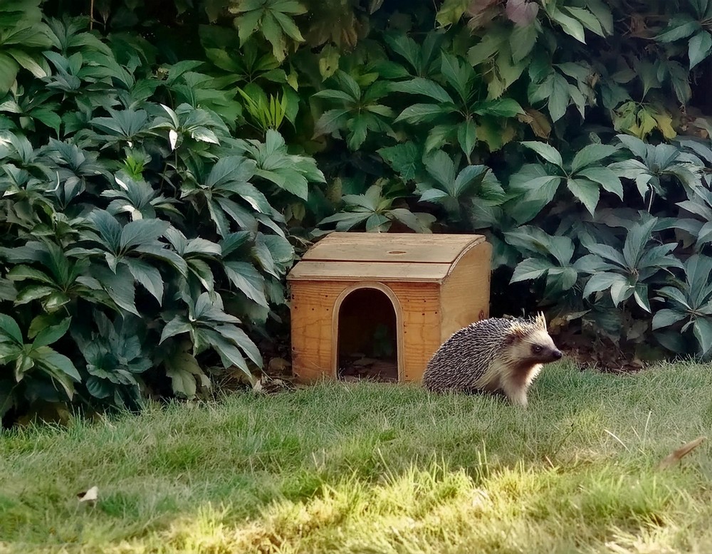 Home For A Hedgehog