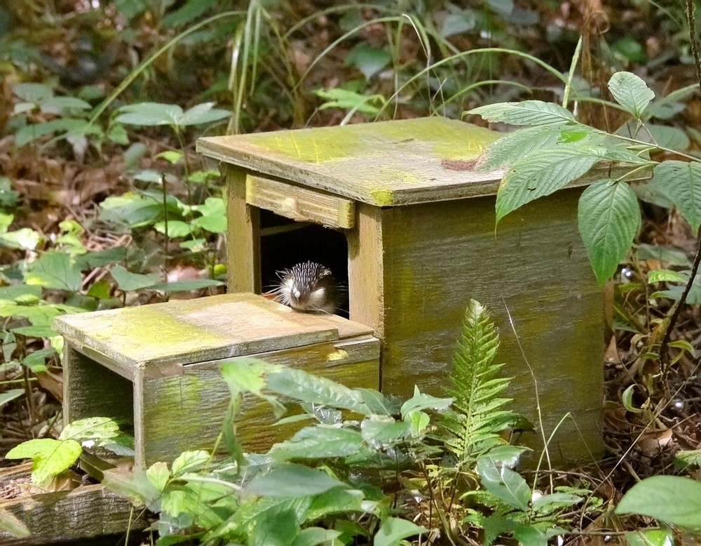 Outdoor Hedgehog Home