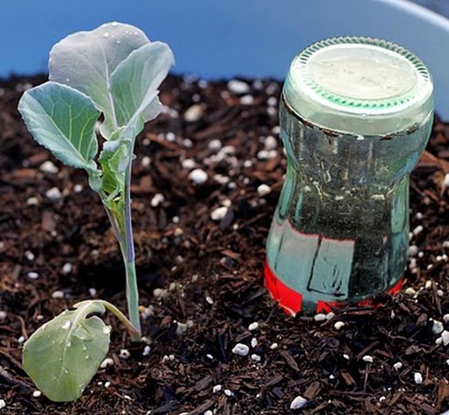 Homemade Watering Globe With Coke Bottle