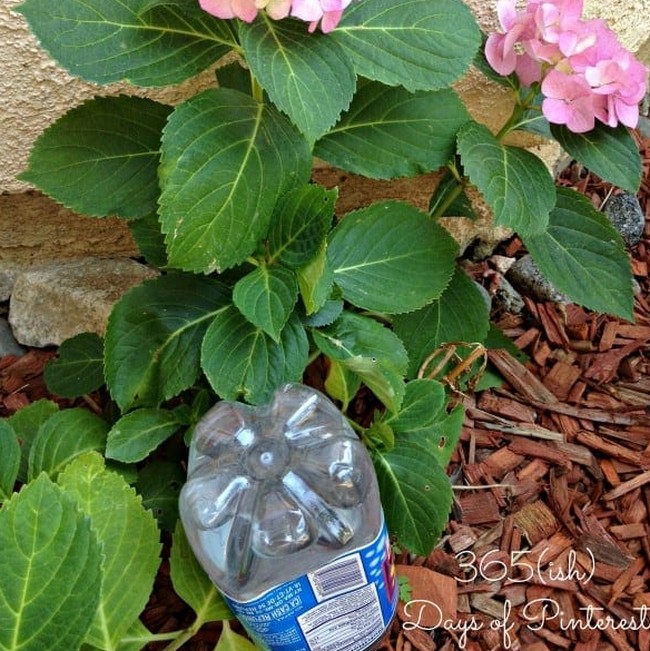 Plastic Watering Globe For Plants