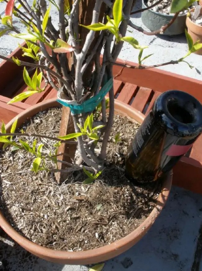 DIY Plant Watering Globe