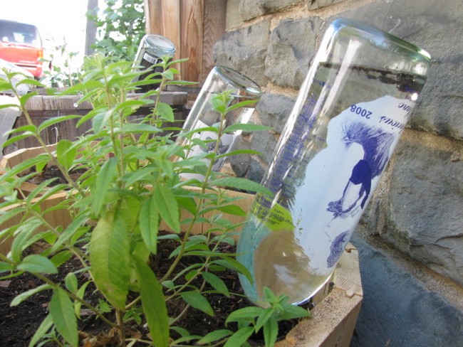 Wine Bottle Watering Globe