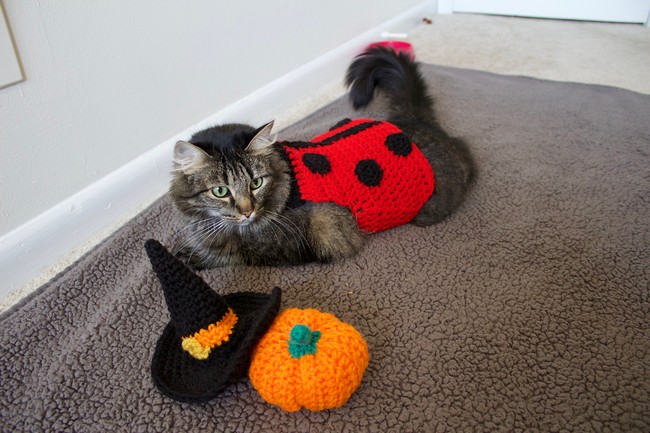 Ladybug Cat Costume