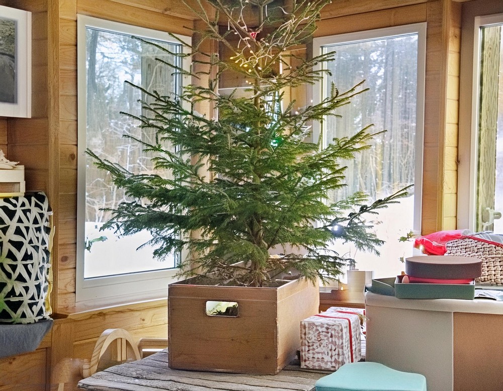 Wooden Box Tree Collar