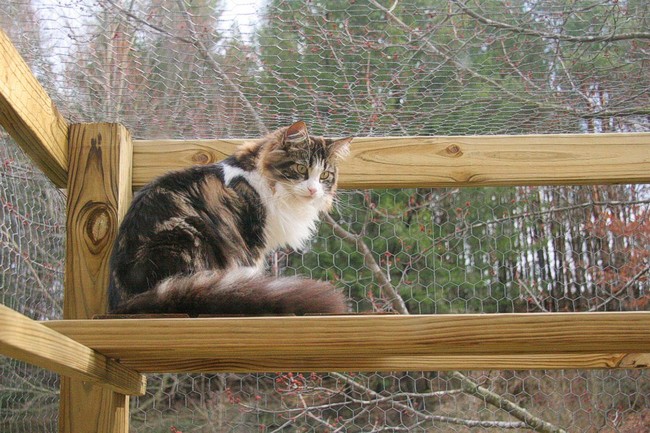 Build an All Season Outdoor Cat Habitat
