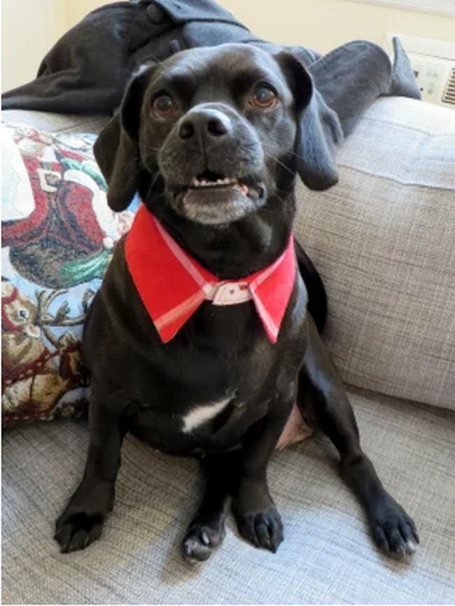 DIY Doggie Dress Shirt Collar