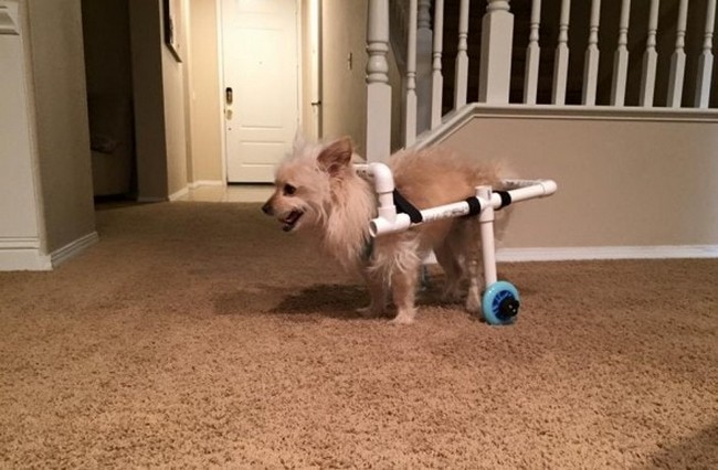 DIY Doggy Wheelchair
