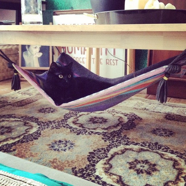 DIY Magic Carpet Cat Hammock