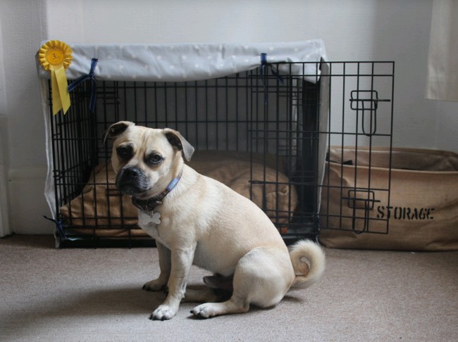 DIY Puppy Crate Cover