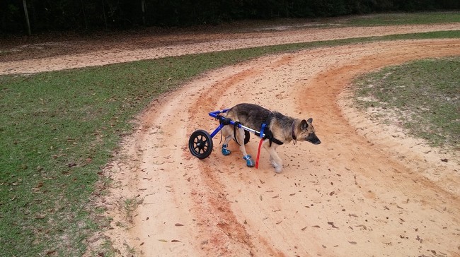 DIY Wheelchair For Disabled Dog