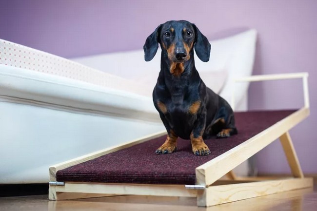 How To Build A DIY Dog Ramp