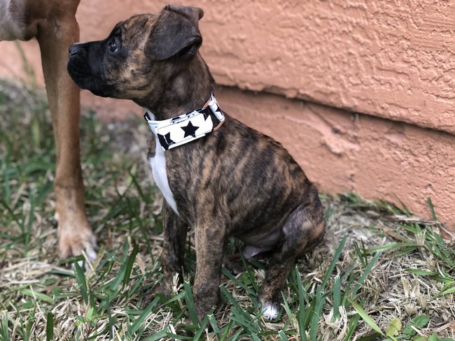 How To Sew An Easy DIY Pet Collar
