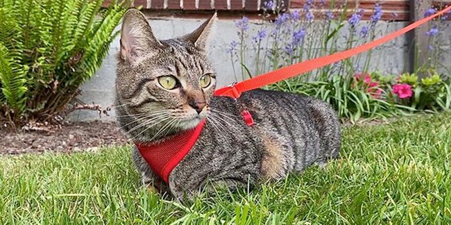 How To Train Your Cat To Walk On A Leash