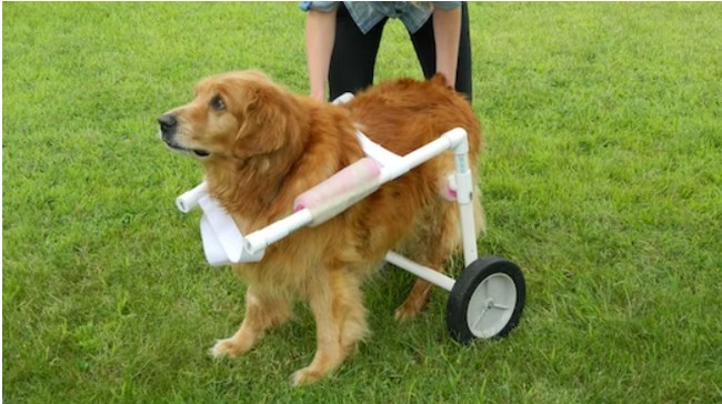 Internal Ramblings Doggy Wheelchair