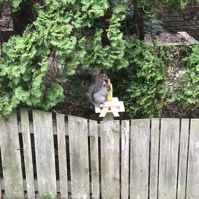 Squirrel Picnic Table Feeder