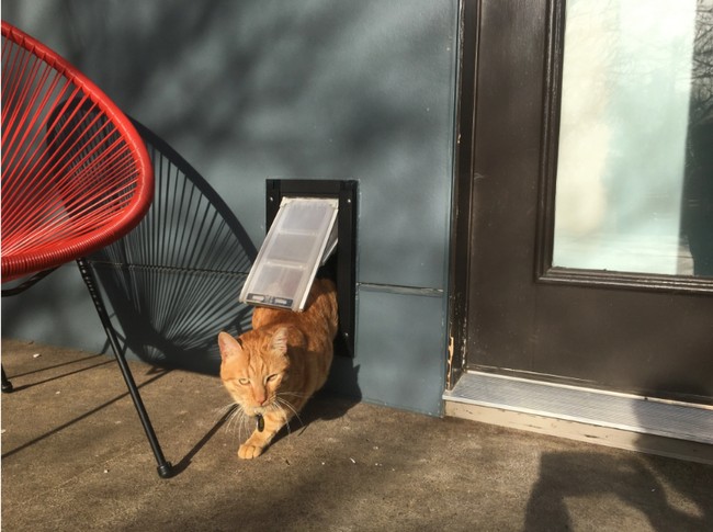 The Best Cat-Proof Dog Doors