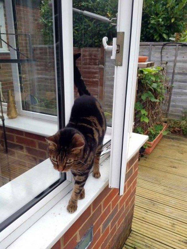 The Cat Door Alternative That Saves You Time & Money