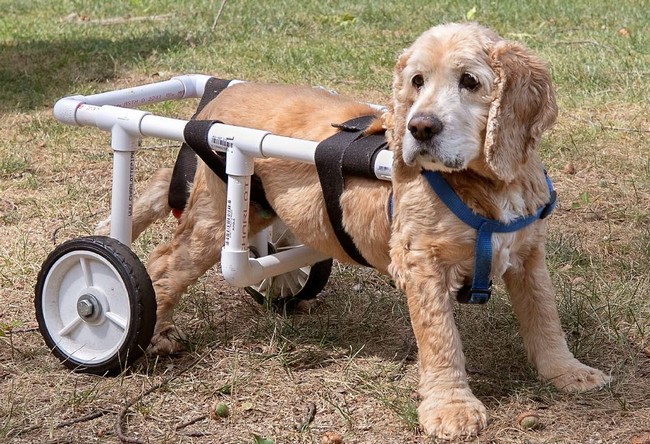 Wheelchair Helps Aging Pet In Southington Get Around