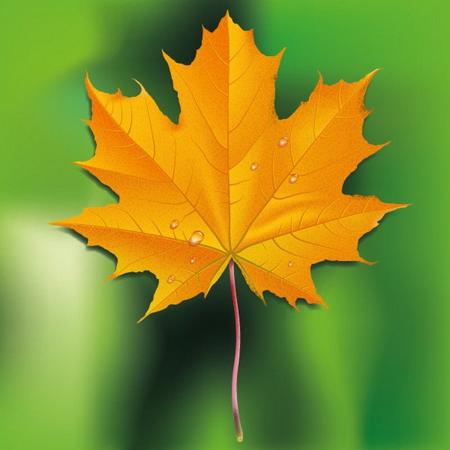 Fall Leaf Drawing Using Adobe Illustrator