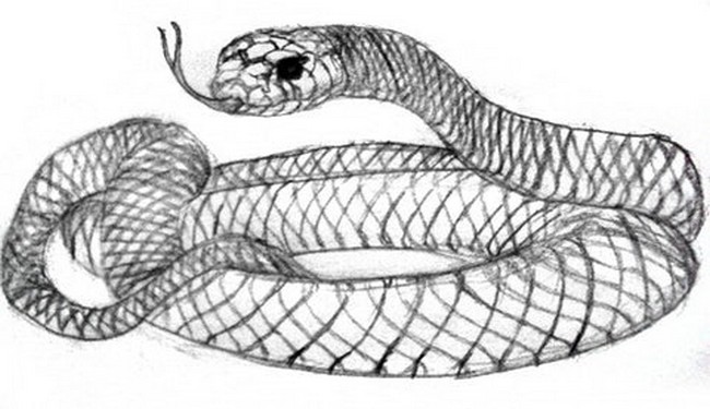 Snakes Drawing For The Beginner
