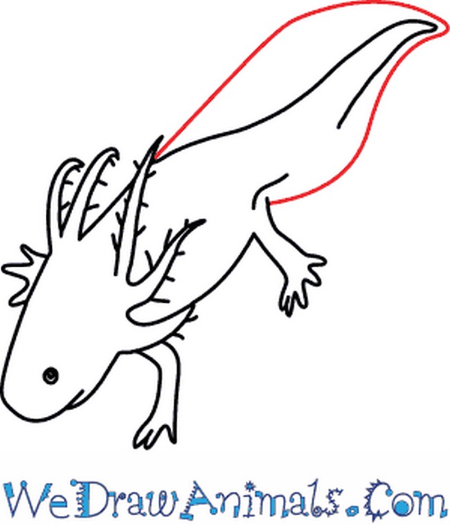 Axolotl Drawing Easy Plan