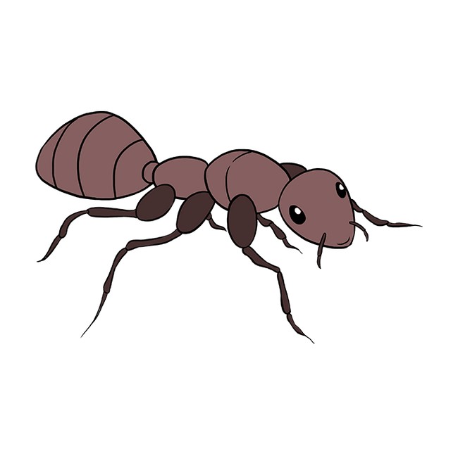 Draw An Ant Drawing