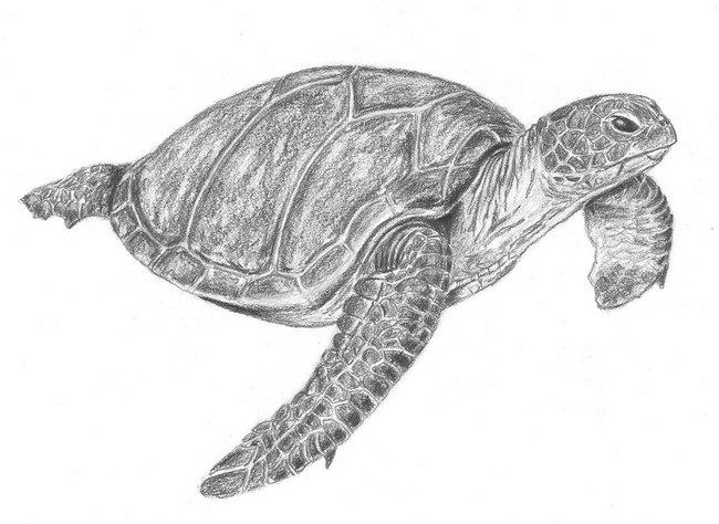 Easy Sea Turtle Drawing