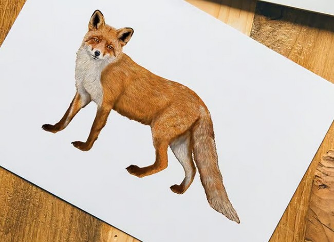 Fox Drawing Realistic