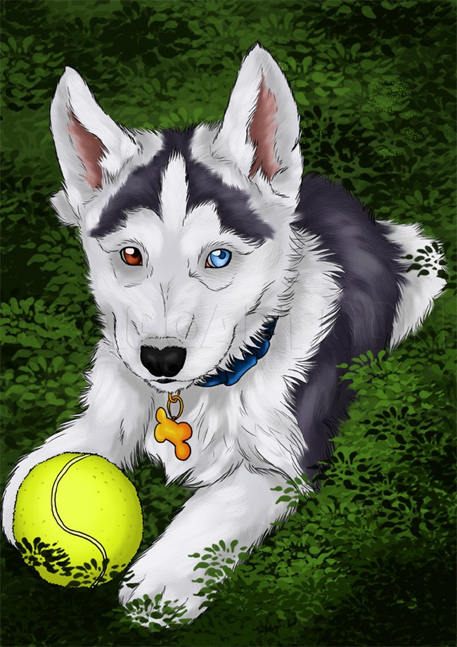 How to Draw Huskies