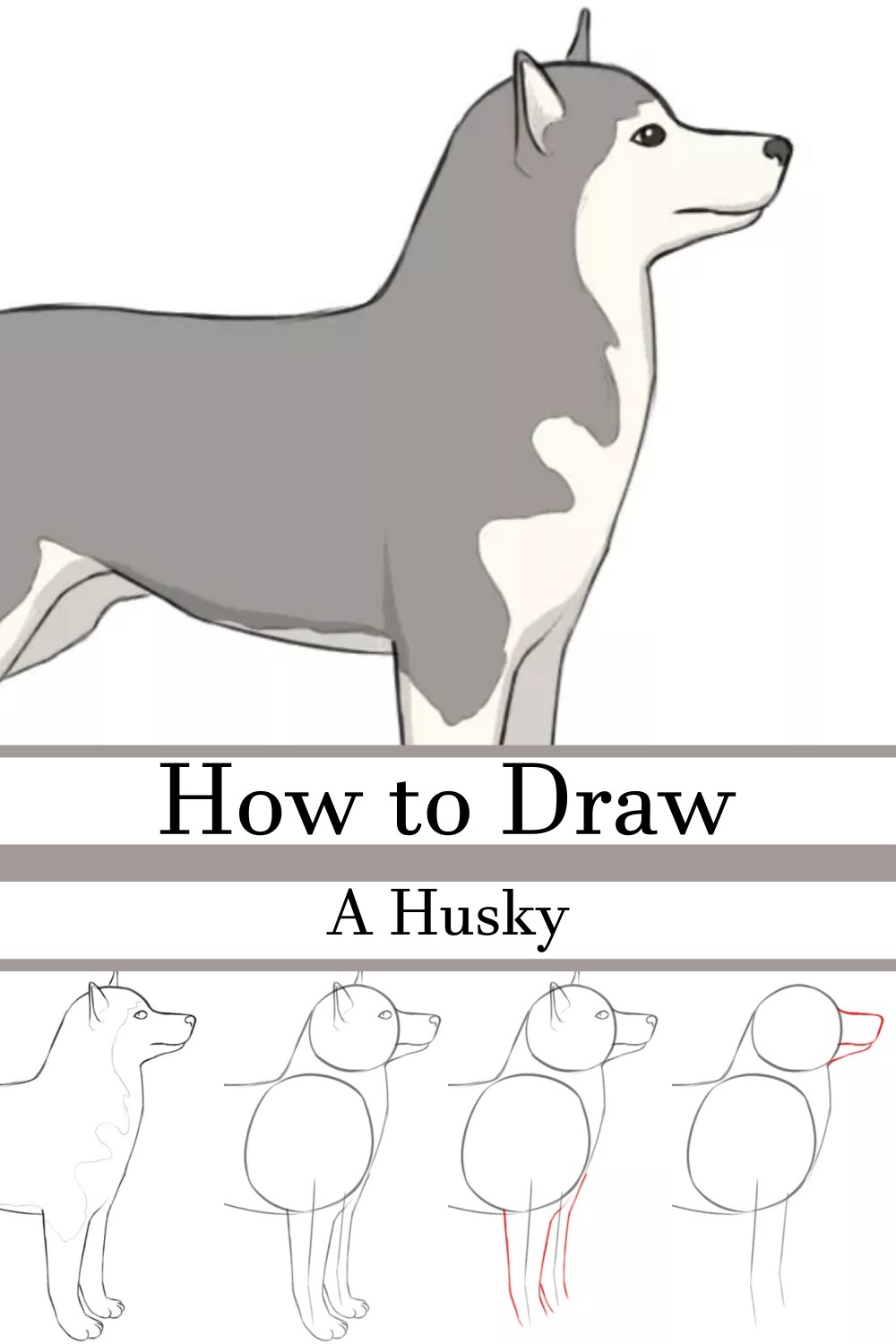 How to Draw a Husky