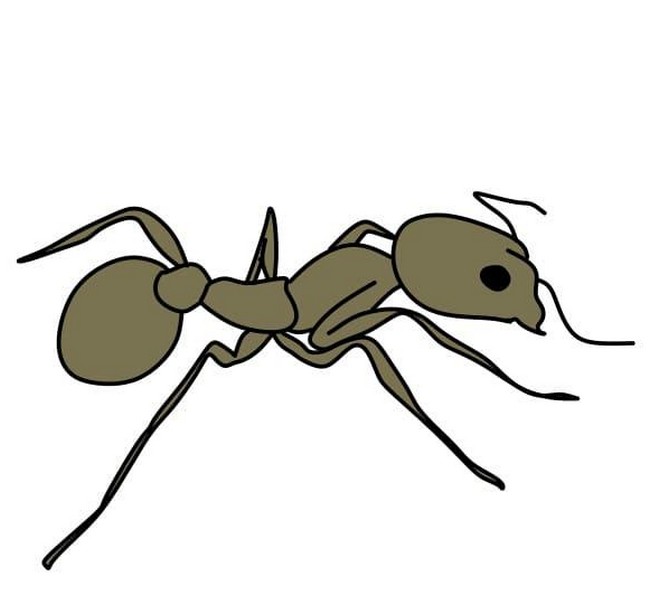 Drawing Simple Ant