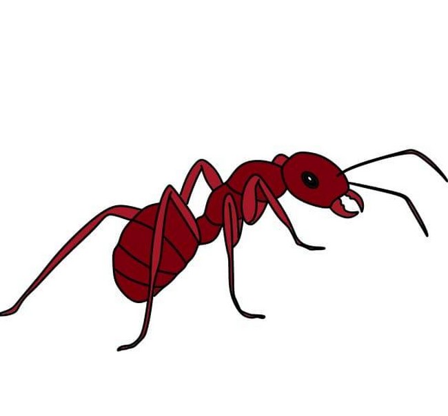 Drawing Fire Ants