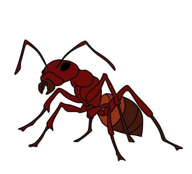 Drawing A Fire Ant