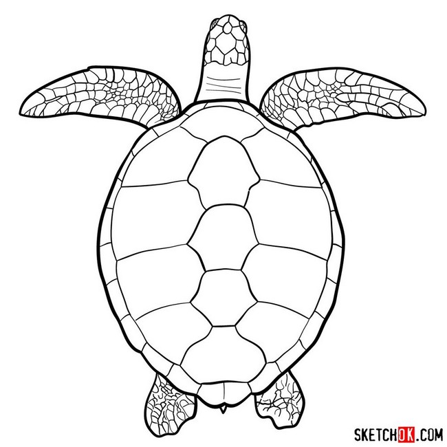 Sea Turtle Drawing Realistic
