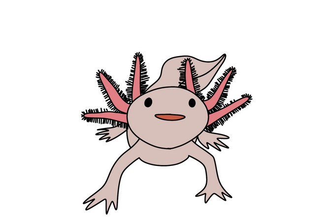 Simple Axolotl Drawing
