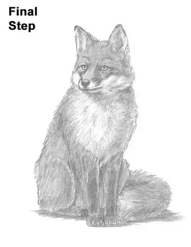 Sitting Fox Drawing