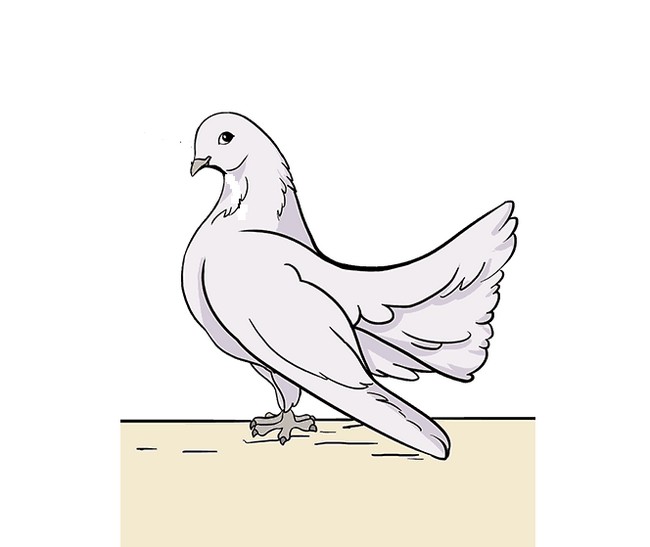 Draw Simple Pigeon For Kids