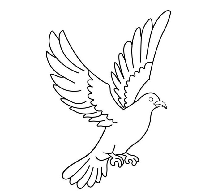 Easy Drawing Pigeon