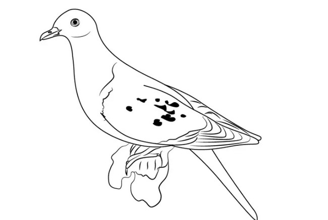 Draw a Passenger Pigeon