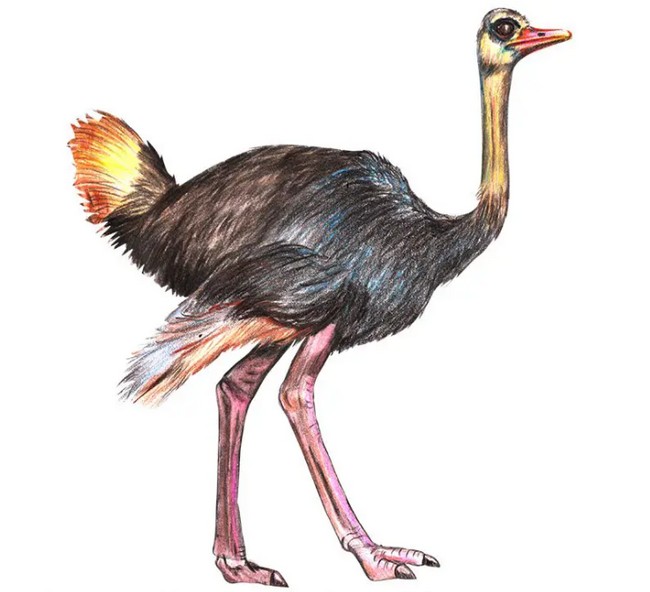 Draw A Ostrich Easy
