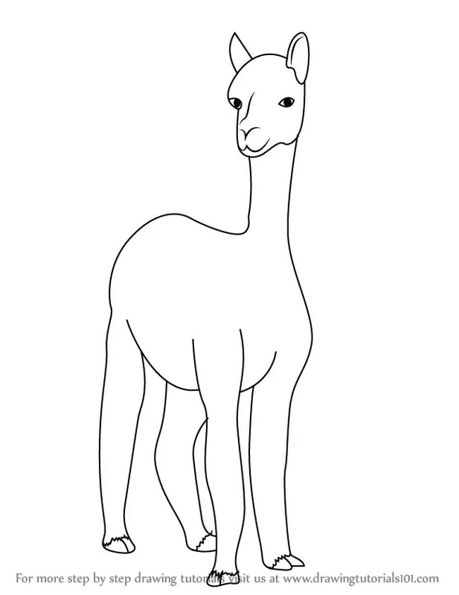 Alpaca Drawing Cute