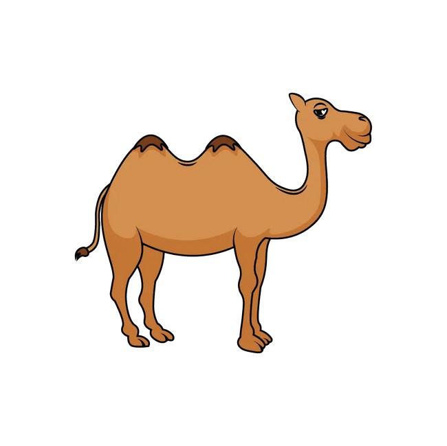 Camel Drawing 1