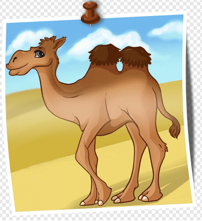 Camel Drawing Animated Cartoon